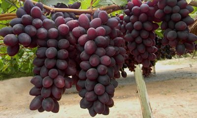 #EconomiaBaiana: Nova uva produzida no Vale do São Francisco conquista ingleses