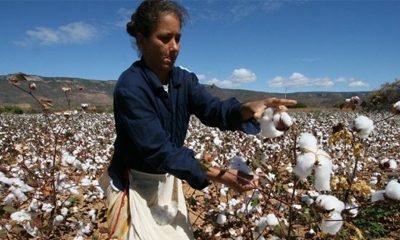 #EconomiaBaiana: IBGE estima aumento de 40,3% na safra baiana de grãos